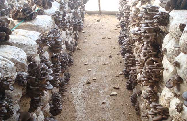 【图】大棚平菇种植技术