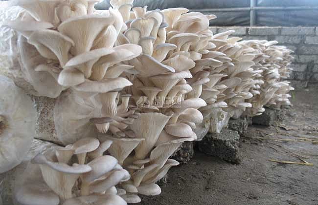 【图】大棚平菇种植技术