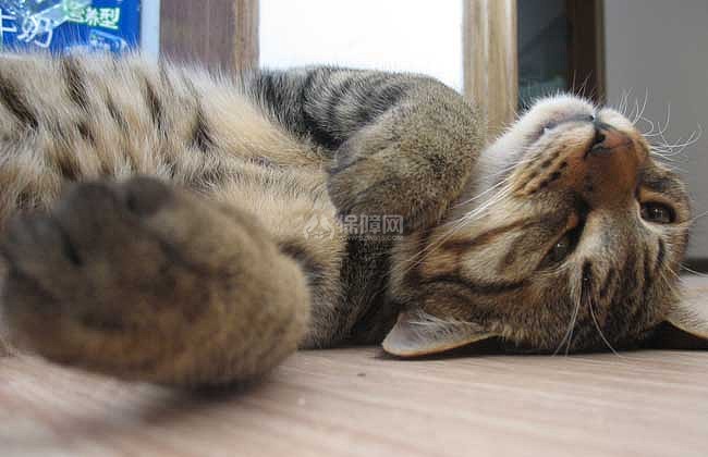 【图】中国狸花猫多少钱一只 狸花猫的选购技