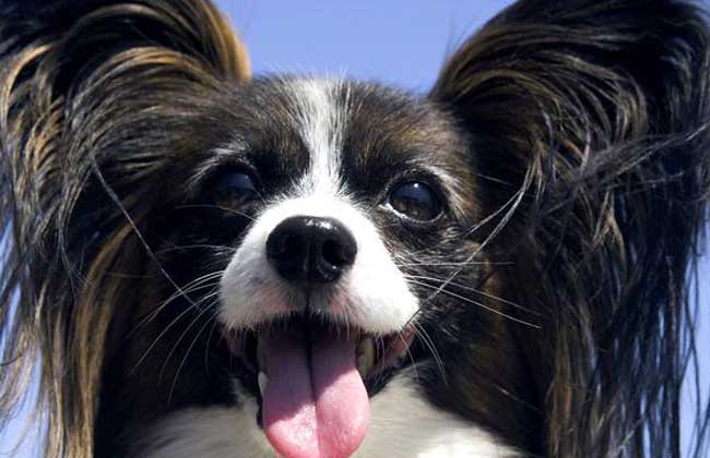 【图】蝴蝶犬多少钱一只 蝴蝶犬的饲养方法