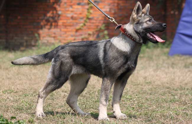 正文    昆明犬是公安部昆明警犬基地自行培育的犬种,别称昆明狼犬