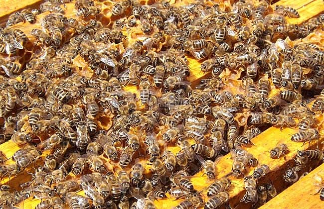【图】蜜蜂多少钱一箱?