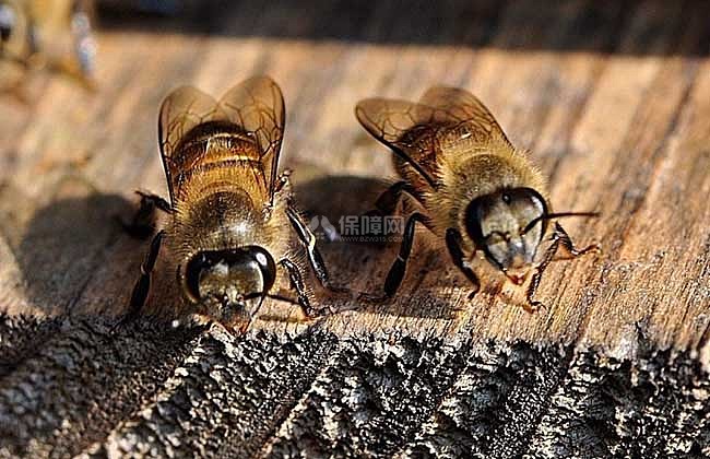 watermark,image_V2F0ZXJtYXJrLnBuZw==,t_90,g_center,x_10,y_10
