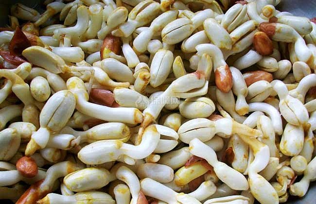 花生芽的种植前景 花生芽种植技术