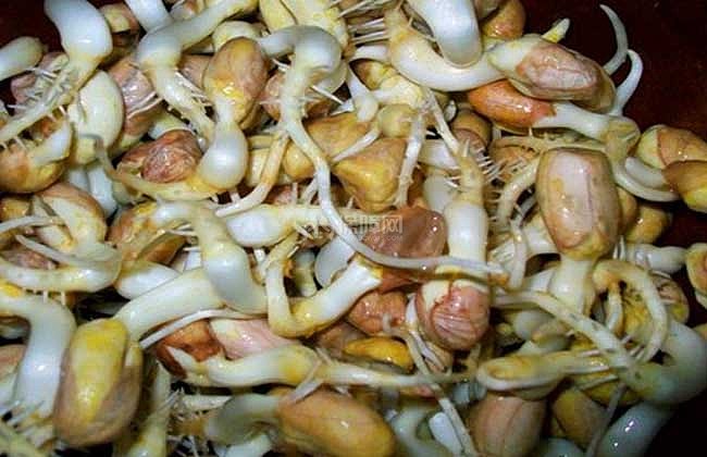 花生芽的种植前景 花生芽种植技术