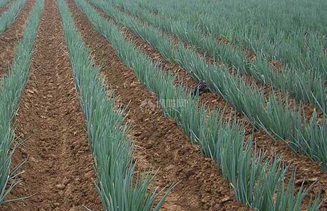 【图】大葱怎么种植?大葱种植技术