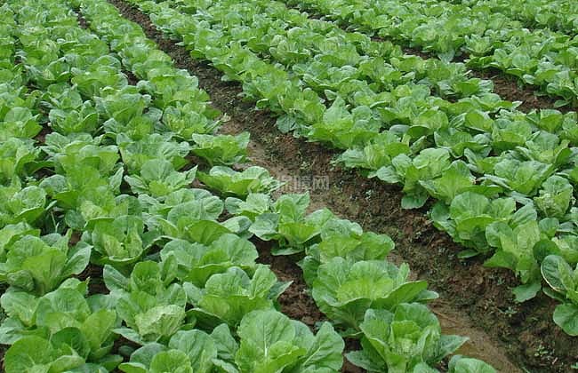 【图】大白菜种植技术图片
