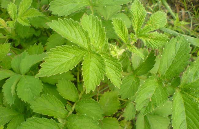 摘要:仙鹤草蔷薇科龙芽草属多年生草本植物,为一味常见中药材,常生于