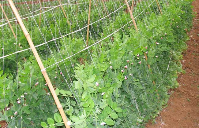 【图】豌豆的种植技术