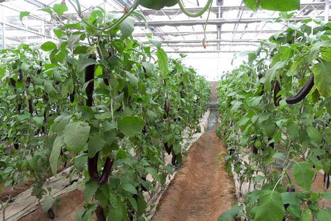 【图】大棚蔬菜种植错误认识