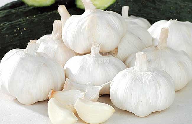 【图】大蒜的亩产量多少斤 大蒜的品种介绍