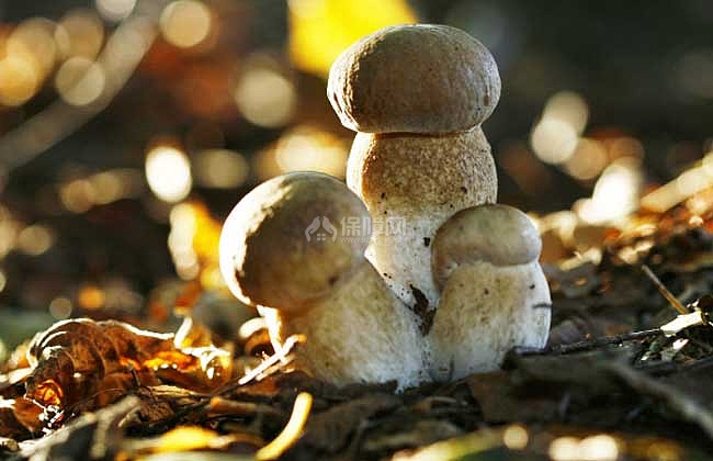 生活小常识:草菇的营养价值 草菇的功效与作用