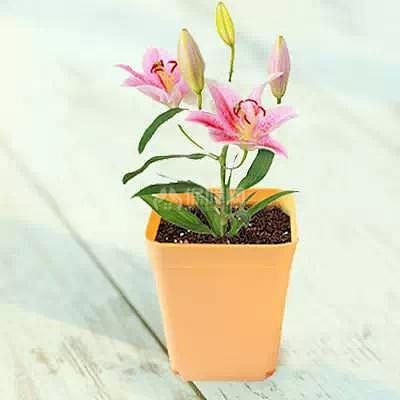 婚房装修:不容忽视的婚房布置要点 婚房装修:不容忽视的婚房布置要点