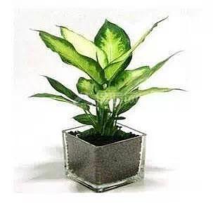 婚房装修:不容忽视的婚房布置要点 婚房装修:不容忽视的婚房布置要点