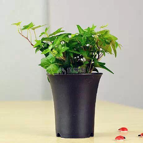 婚房装修:不容忽视的婚房布置要点 婚房装修:不容忽视的婚房布置要点