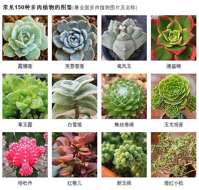 150种常见多肉植物图鉴 最全面的多肉植物图片及名称