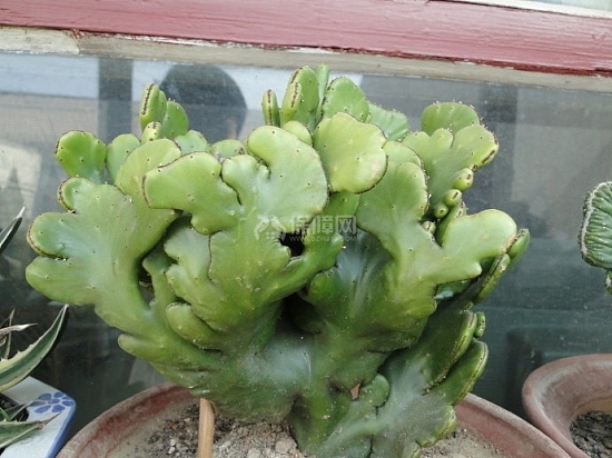 麒麟掌养殖方法和注意事项 麒麟掌曲霉腐烂病