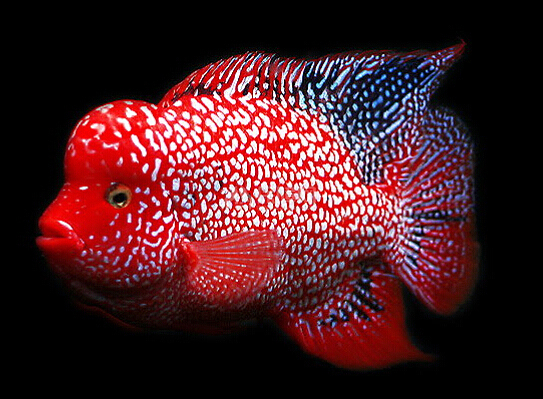 罗汉鱼的寿命有多久 揭秘影响罗汉鱼的寿命的