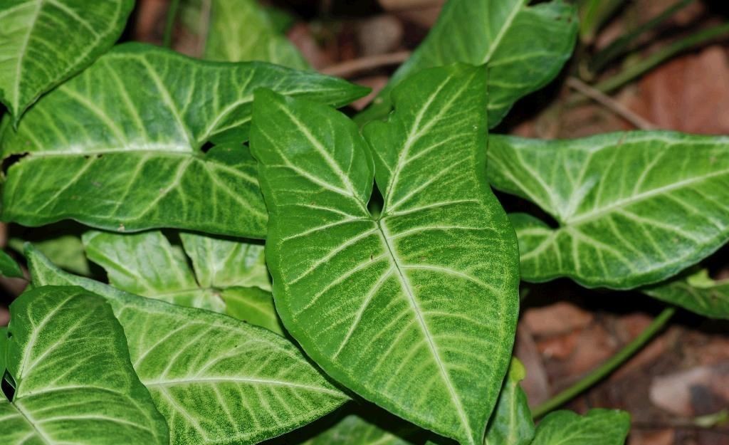合果芋有毒吗 合果芋的养殖方法和注意事项