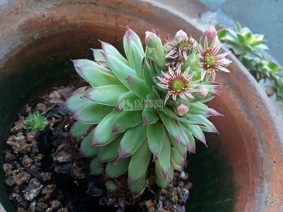 多肉观音莲有毒吗 多肉观音莲开花图片