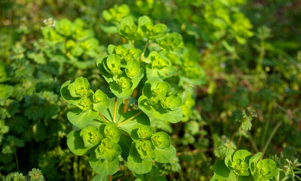 救命草是什么植物?救命草的功效