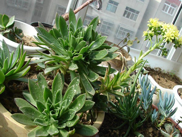 接下来小柒就分享下毛叶莲花掌怎么养和毛叶莲花掌的养殖方法.