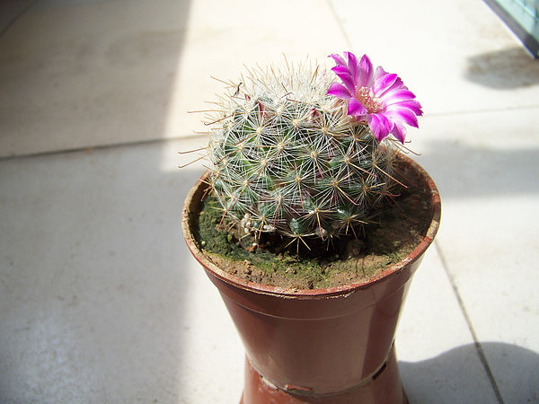 仙人球怎么养 仙人球多久浇一次水