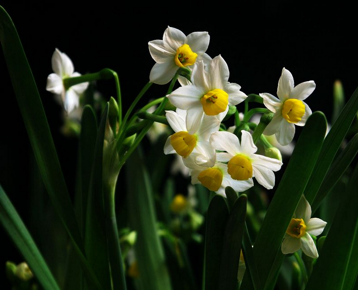 水仙花有毒吗 水仙花可以养在室内吗