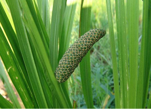 【图】九节菖蒲的功效与作用 九节菖蒲副作用