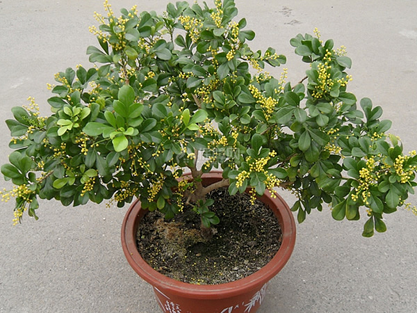 米兰花掉叶子怎么办 米兰花掉叶子原因及解决