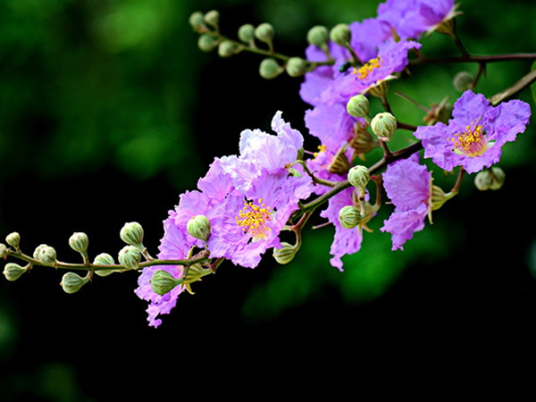 紫薇花怎么种植 盆栽紫薇花养殖方法