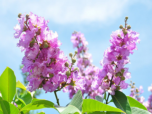 紫薇花怎么种植 盆栽紫薇花养殖方法