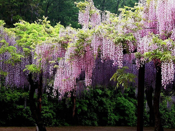 那紫藤花花语是什么呢?