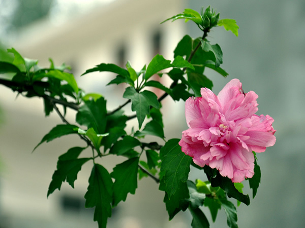 木槿花的花语是什么 木槿花象征意义及生长习性