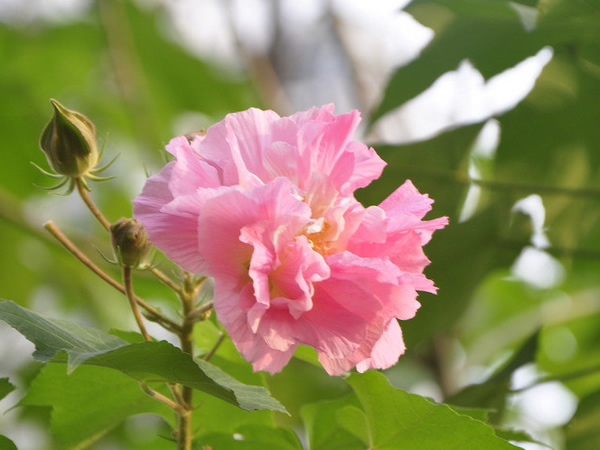 木槿花的花语是什么 木槿花象征意义及生长习性
