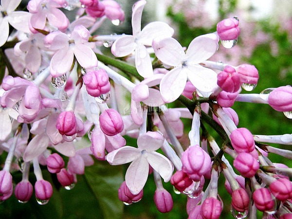 丁香花什么时候开 丁香花开花图片