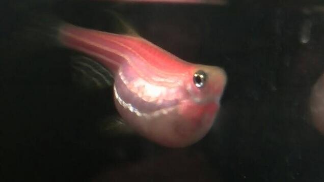 【图】红斑马鱼怎么分公母?红斑马鱼繁殖注意事项