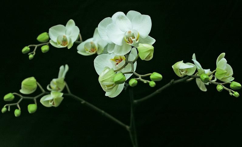 四君子是什么花  花中君子是什么花四君子是什么花花四君于四种植物