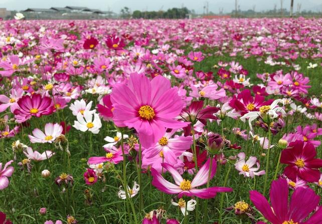 波斯菊的花语 格桑花和波斯菊图片