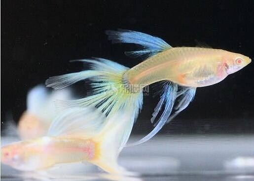 【图】孔雀鱼烂尾怎么办? 孔雀鱼烂尾病怎么治