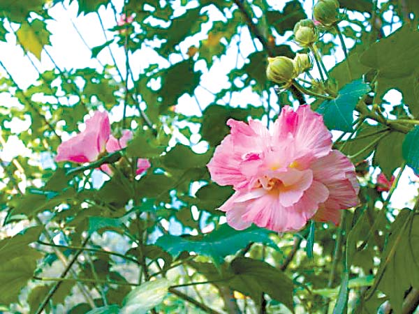 木芙蓉花语是什么 木芙蓉花语及传说