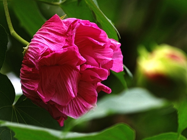 木芙蓉花语是什么 木芙蓉花语及传说