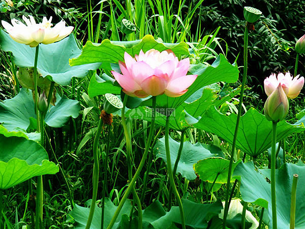 荷花花语是什么 荷花有什么象征意义