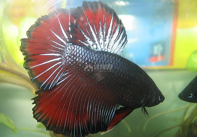 【图】斗鱼吃什么?喂食有诀窍