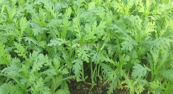 茼蒿的种植方法 茼蒿的功效与作用