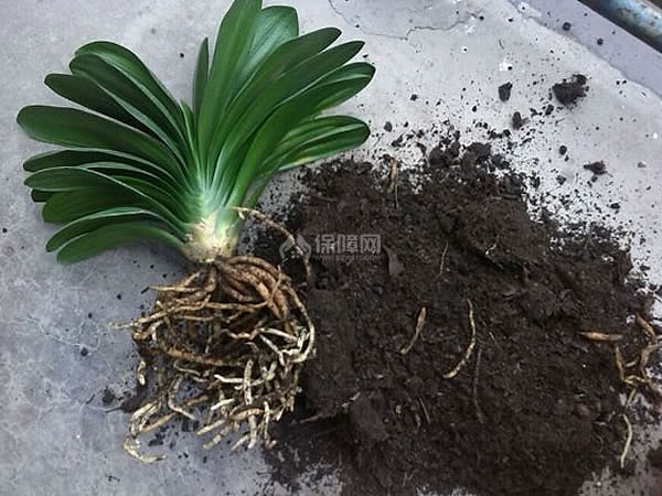 大花君子兰烂根怎么办 如何避免大花君子兰烂根