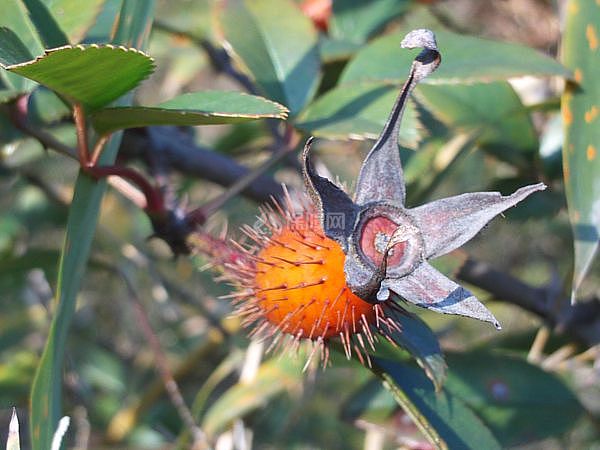 金樱子的繁殖方法 金樱子泡酒配方大全
