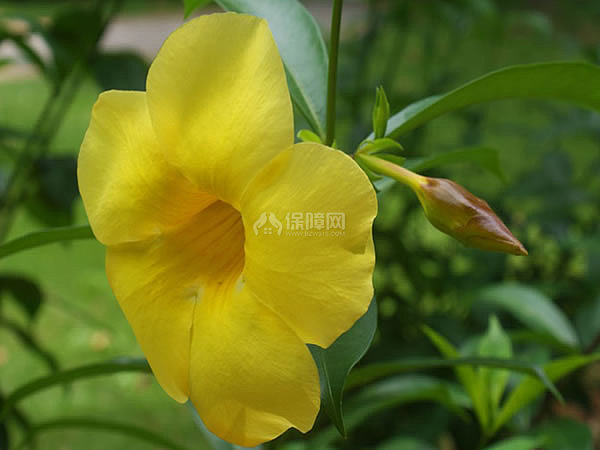 软枝黄蝉花期多长 软枝黄蝉功效与作用