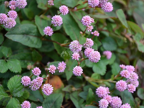 头花蓼的养殖方法 头花蓼的功效与作用