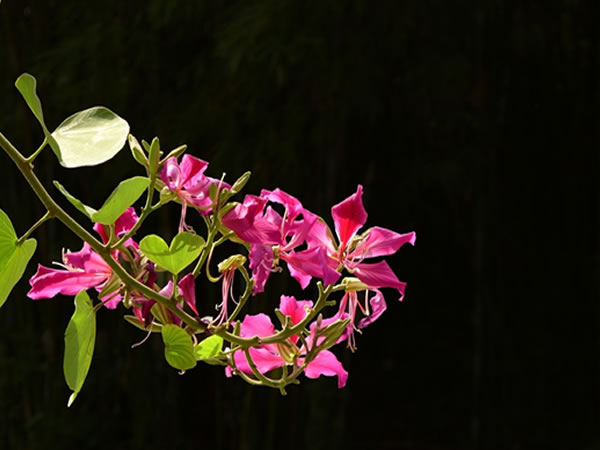 红花羊蹄甲花期 红花羊蹄甲功效与作用